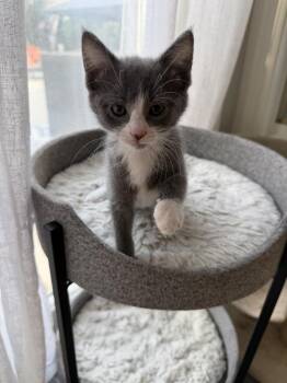 Pearl -  Domestic Long Hair Cat for Adoption in Union Grove, Wisconsin - Pearl | PetCurious