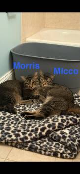 Domestic Short Hair Cats Available for Adoption - MORRIS And MICCO  | PetCurious