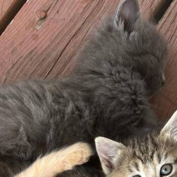 Jack -  Domestic Medium Hair Cat for Adoption in Ringtown, Pennsylvania - Jack | PetCurious