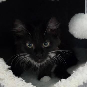Raven -  Domestic Long Hair Cat for Adoption in Muncie, Indiana - Raven | PetCurious