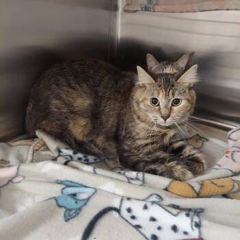 Rory (Baby) -  Domestic Short Hair Cat for Adoption in Ashtabula, Ohio - Rory (Baby) | PetCurious