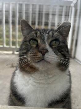 Oliver -  Domestic Short Hair Cat for Adoption in Kannapolis, North Carolina - Oliver | PetCurious