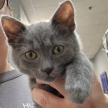 Oliver -  Domestic Short Hair Cat for Adoption in Walker, Michigan - Oliver | PetCurious