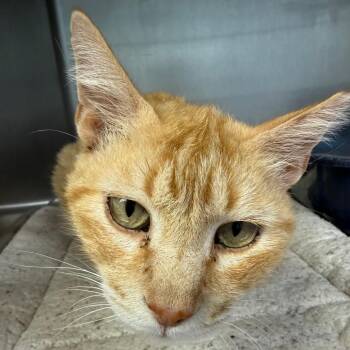 Domestic Short Hair Cats Available for Adoption in Casa Grande, Arizona - Kit Cat | PetCurious