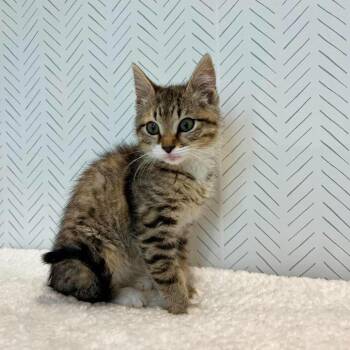Juliet Harris -  Domestic Short Hair Cat for Adoption in Eagle Mountain, Utah - Juliet Harris | PetCurious