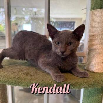 Kendall -  Domestic Short Hair Cat for Adoption in Tampa, Florida - Kendall | PetCurious