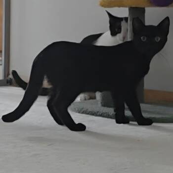 Domestic Short Hair Cats Available for Adoption - Mac | PetCurious