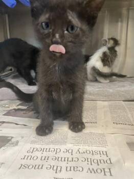 MISHA -  Domestic Short Hair Cat for Adoption in Houston, Texas - MISHA | PetCurious