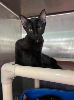 Luna -  Domestic Short Hair Cat for Adoption in Danielsville, Georgia - Luna | PetCurious