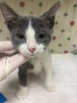 SKYLINE -  Domestic Short Hair Cat for Adoption in Riverside, California - SKYLINE | PetCurious