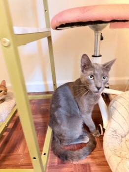 Zeus (and Laverne) -  Domestic Short Hair Cat for Adoption in New York, New York - Zeus (and Laverne) | PetCurious
