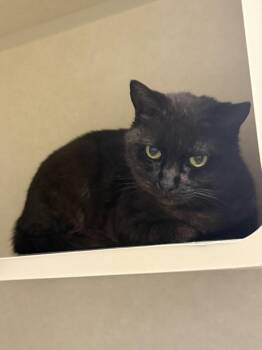 ELYSIA -  Domestic Short Hair Cat Available for Adoption in Hagerstown, Maryland - ELYSIA | PetCurious