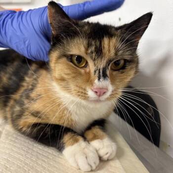 Domestic Short Hair Cats Available for Adoption - Vanilla | PetCurious