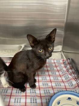 Rescue Domestic Short Hair Cats for Adoption in Hartsville, South Carolina - Blossom | PetCurious