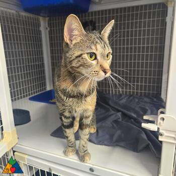 Rescue Domestic Short Hair Cats for Adoption in Douglas, Wyoming - Magi | PetCurious