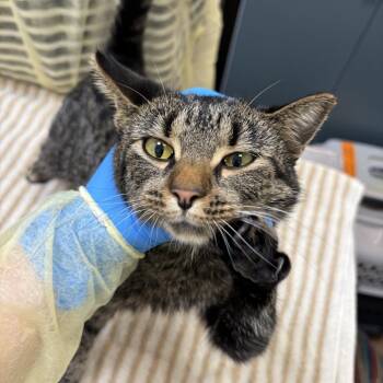 Jessie -  Domestic Short Hair Cat for Adoption in Evanston, Illinois - Jessie | PetCurious