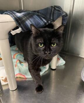 Aries -  Domestic Short Hair Cat for Adoption in Meriden, Connecticut - Aries | PetCurious