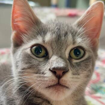 Penny -  Domestic Short Hair Cat for Adoption in Newborn, Georgia - Penny | PetCurious