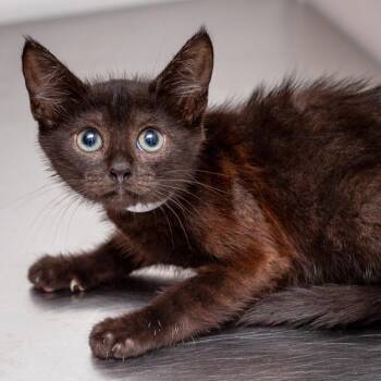 Wind -  Domestic Short Hair Cat for Adoption in Hattiesburg, Mississippi - Wind | PetCurious