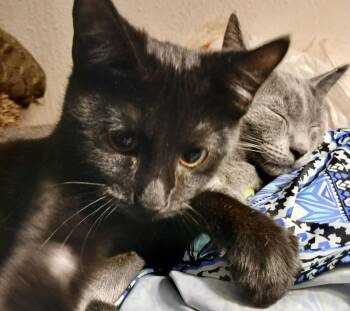 Domestic Short Hair Cats Available for Adoption - Moonbeam | PetCurious