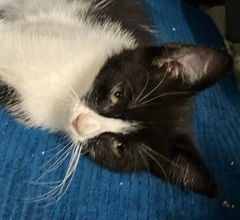 Tiny tim -  Domestic Short Hair Cat for Adoption in Parma, Ohio - Tiny Tim | PetCurious