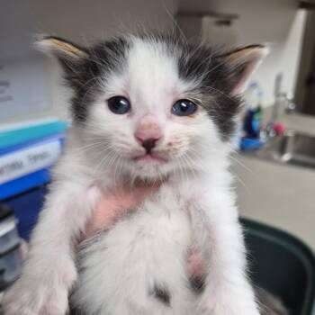 Cucamelon -  Domestic Short Hair Cat for Adoption in Cleveland, Mississippi - Cucamelon | PetCurious