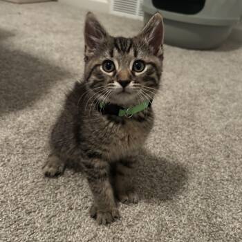 Picard -  Domestic Short Hair Cat Available for Adoption in Rossville, Tennessee - Picard | PetCurious