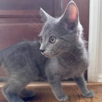 Bill -  Domestic Short Hair Cat for Adoption in Cumming, Georgia - Bill | PetCurious