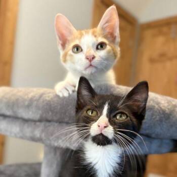 Greta -  Domestic Short Hair Cat for Adoption in Knoxville, Tennessee - Greta | PetCurious