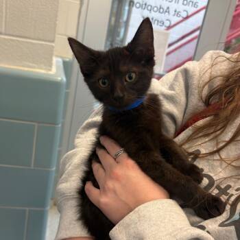 Jupiter -  Domestic Short Hair Cat for Adoption in Chicago, Illinois - Jupiter | PetCurious