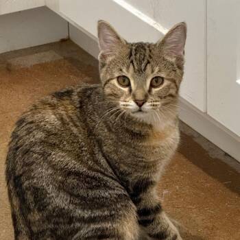 Talulah -  Domestic Short Hair Cat for Adoption in Tuscaloosa, Alabama - Talulah | PetCurious