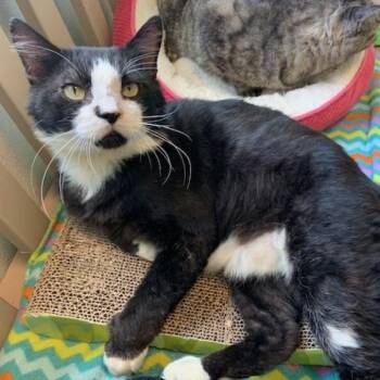 Domestic Long Hair Cats Available for Adoption - Gabbro | PetCurious