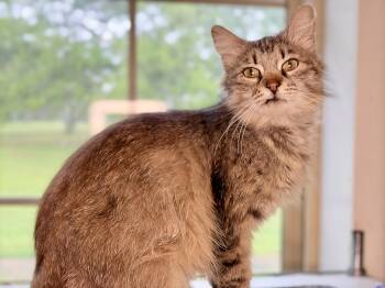 Domestic Long Hair Cats Available for Adoption in Lucedale, Mississippi - Foxy | PetCurious