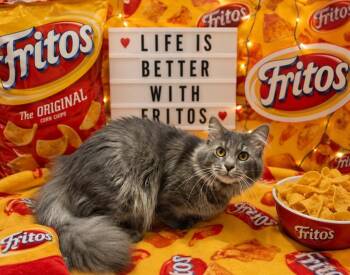 Frito -  Domestic Long Hair Cat for Adoption in Washington Court House, Ohio - Frito | PetCurious