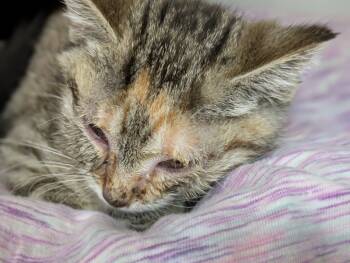 Rescue Domestic Short Hair Cats for Adoption in Papillion, Nebraska - Thumbelina | PetCurious