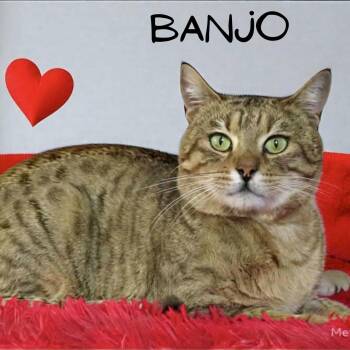 Rescue Bengal and Domestic Short Hair Cats for Adoption in Greensburg, Pennsylvania - Banjo | PetCurious