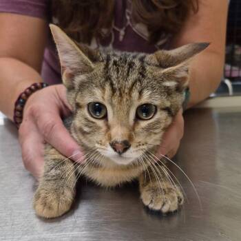 Clarice -  Domestic Short Hair Cat for Adoption in Christiansburg, Virginia - Clarice | PetCurious