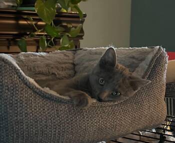 Hattie -  Russian Blue and Domestic Short Hair Cat for Adoption in Tehachapi, California - Hattie | PetCurious