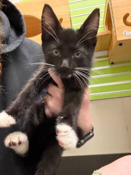 Culvert -  Domestic Short Hair Cat Available for Adoption in Osseo, Michigan - Culvert | PetCurious