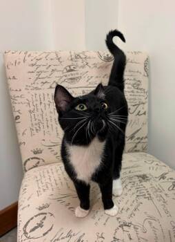 TAXI -  Domestic Short Hair Cat for Adoption in Grand Forks, North Dakota - TAXI | PetCurious