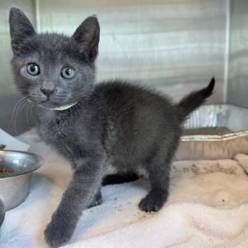 STARSCREAM -  Domestic Short Hair Cat for Adoption in Tustin, California - STARSCREAM | PetCurious