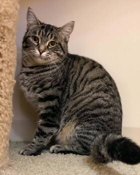 Mystery -  Domestic Short Hair Cat for Adoption in Fremont, Michigan - Mystery | PetCurious