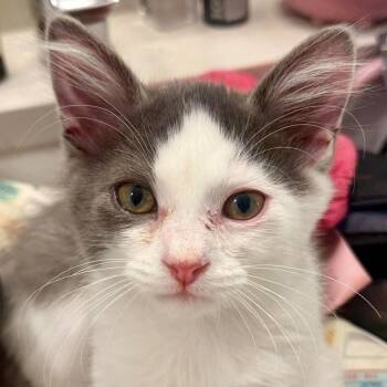 Poe -  Domestic Medium Hair Cat for Adoption in Chicago, Illinois - Poe | PetCurious