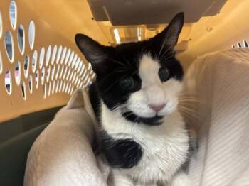 Domestic Short Hair Cats Available for Adoption - Tammy | PetCurious