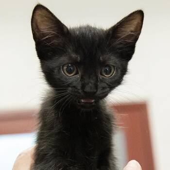 Domestic Short Hair Cats Available for Adoption in Slidell, Louisiana - Taco | PetCurious