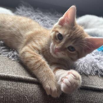 Domestic Short Hair Cats Available for Adoption in Chattanooga, Tennessee - Billy | PetCurious