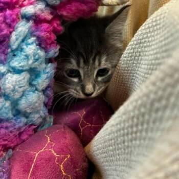Mulan -  Domestic Medium Hair Cat for Adoption in Columbus, North Carolina - Mulan | PetCurious