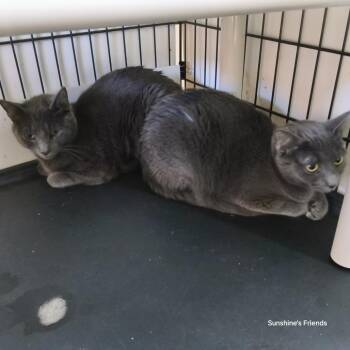 Lily -  Domestic Short Hair Cat for Adoption in Jessup, Maryland - Lily | PetCurious