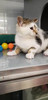 Gracie -  Domestic Short Hair Cat for Adoption in Spring Brook, New York - Gracie | PetCurious