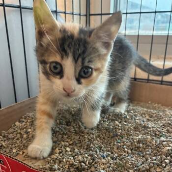 Rescue Domestic Short Hair Cats for Adoption in San Antonio, Texas - Sarafina | PetCurious